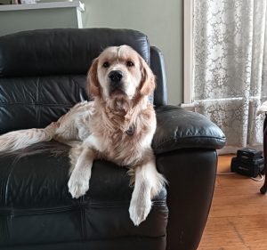 Golden Pawz Pet Sitting in Doncaster