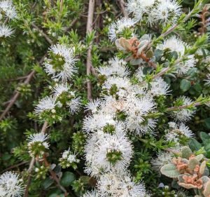  Grandiflorum Gardens