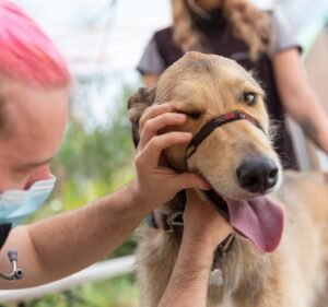 Veterinary Clinics in Victoria Australia Animal Aid Vet Clinic