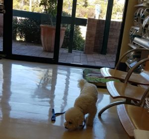  Canberra Veterinary Hospital