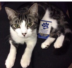 Palmerston Veterinary Hospital Pet care service in Palmerston City