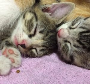  Palmerston Veterinary Hospital