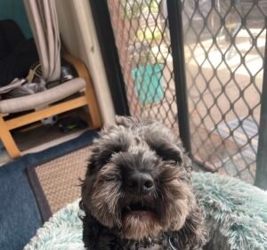 Direct Vet Services Pet care service in Point Cook