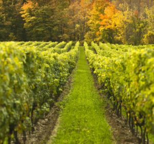 Transportation Services in Melbourne Australia Australian Wine Tour Company