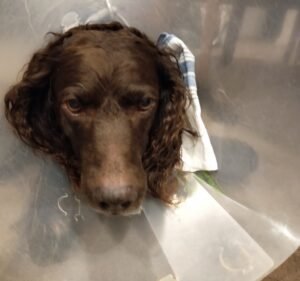 Fur Life Vet Golden Plains Pet care service in Bannockburn