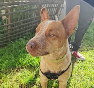 Northcote Plaza Veterinary Clinic Pet care service in Northcote