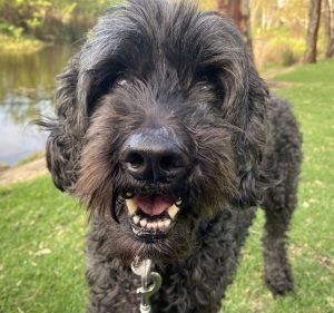 Stephen Terrace Veterinary Clinic Pet care service in St Peters