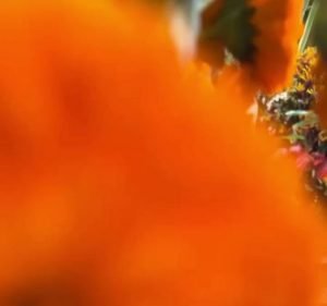 Pollon Flowers Melbourne Florist in Melbourne