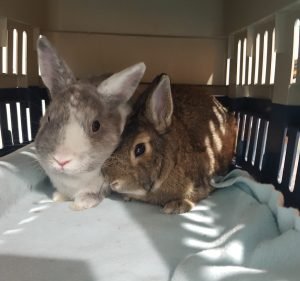  Adelaide Bird & Exotics Vet Centre