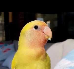Veterinary Clinics in Melbourne Australia Melbourne Bird Veterinary Clinic