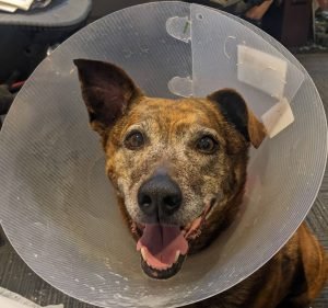 Animal Emergency Centre - Mt Waverley Pet care service in Mount Waverley