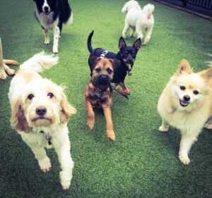 Pet Care Services in Victoria Australia Urban Paws