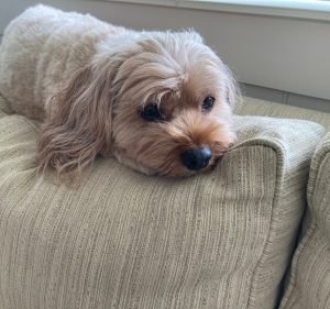 Vets on Balwyn Pet care service in Balwyn North