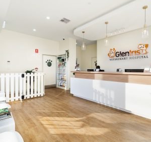 Veterinary Clinics in Melbourne Australia Glen Iris Veterinary Hospital and Cattery