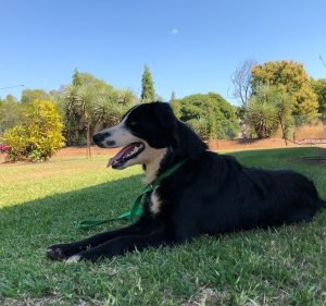 Girraween Veterinary Hospital Pet care service in Howard Springs