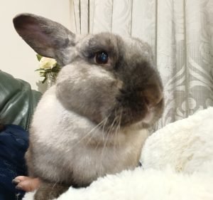 The Unusual Pet Vets Canberra Pet care service in Fyshwick