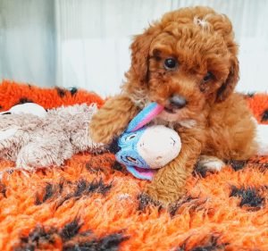 Parap Veterinary Hospital Pet care service in Parap