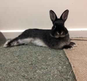 Inner South Veterinary Centre Pet care service in Narrabundah