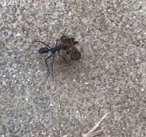 Fleet Pest Control Pest control service in Elwood