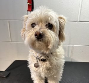 Pet Care Services in Melbourne Australia Bark Road