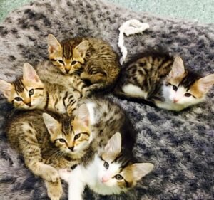 St Albans Veterinary Clinic Pet care service in St Albans