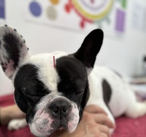 Dr Crystal's Healing Vet Clinic Pet care service in South Yarra