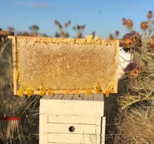 Melbourne Bee Remover Pest control service in Campbellfield