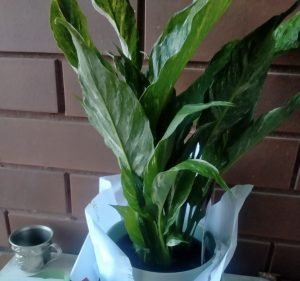 Daily Blooms Florist in Yarraville