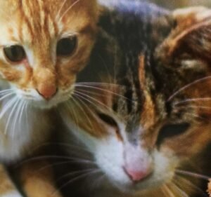 Glenroy Vet Clinic Pet care service in Glenroy