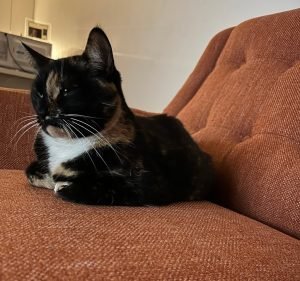 Seddon Vet Hospital Pet care service in Seddon