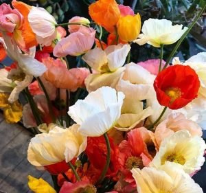  Grandiflora