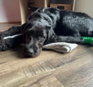 Reservoir Veterinary Clinic Pet care service in Reservoir