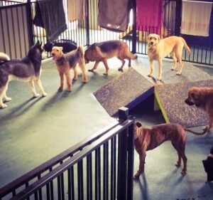Urban Paws Pet care service in Yarraville
