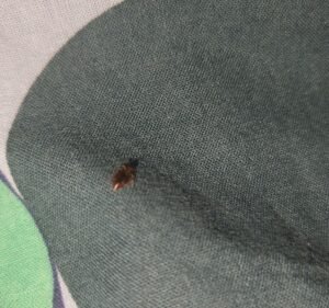 Pint On Punt Hostel Hostel in Windsor