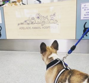 AdelaideVet Prospect Pet care service in Prospect