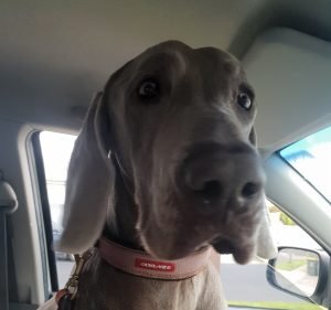 West Footscray Veterinary Clinic Pet care service in West Footscray