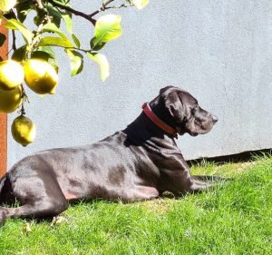 Pet Care Services in Victoria Australia Chase Your Tail Pet Services