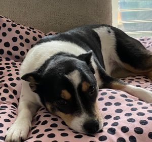  Belconnen Animal Hospital