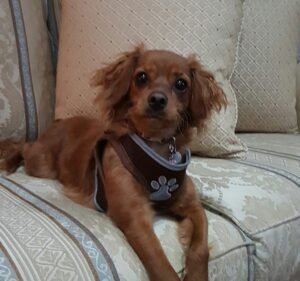 Bundoora Veterinary Clinic & Hospital Pet care service in Bundoora