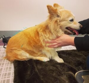 Ogawa Vet Clinic Pet care service in Brunswick