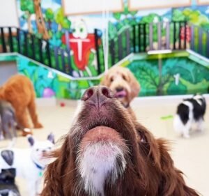 Pet Care Services in Melbourne Australia Dogs HQ