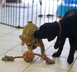 Evervet Prahran - Prahran Veterinary Hospital Pet care service in Prahran