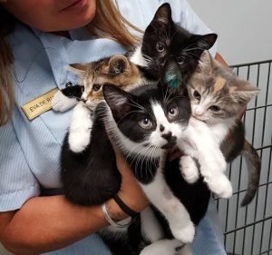 Elgar Road Veterinary Hospital Pet care service in Box Hill North