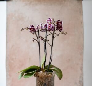 Art Stems On Lygon Florist in Carlton North