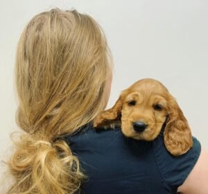 Ivanhoe East Veterinary Hospital Pet care service in Ivanhoe East