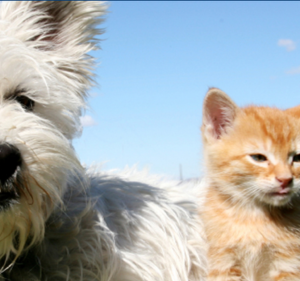 Ivanhoe Veterinary Clinic Pet care service in Ivanhoe