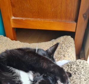 Keilor Veterinary Clinic Pet care service in Keilor