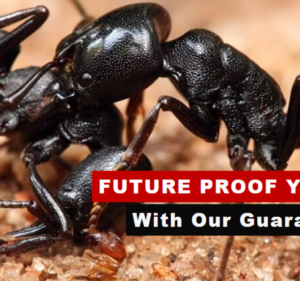 Pest Control Services in Victoria Australia Pestline Pest Control
