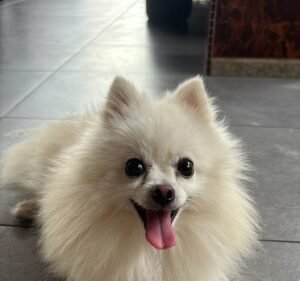 Pet Care Services in Melbourne Australia Pet Furmacy @ CENTREE HEALTH PHARMACY