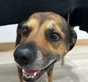 Veterinary Clinics in Victoria Australia Animal Medical Centre